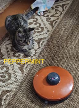 Peppermint image 1