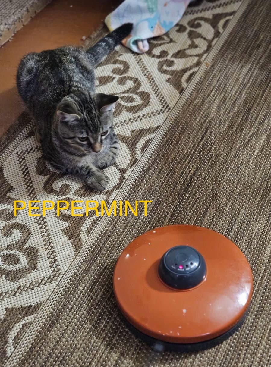 Peppermint - Domestic Short Hair