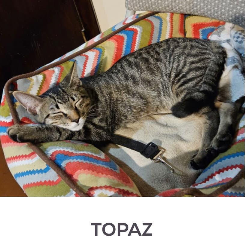 Topaz - Domestic Short Hair