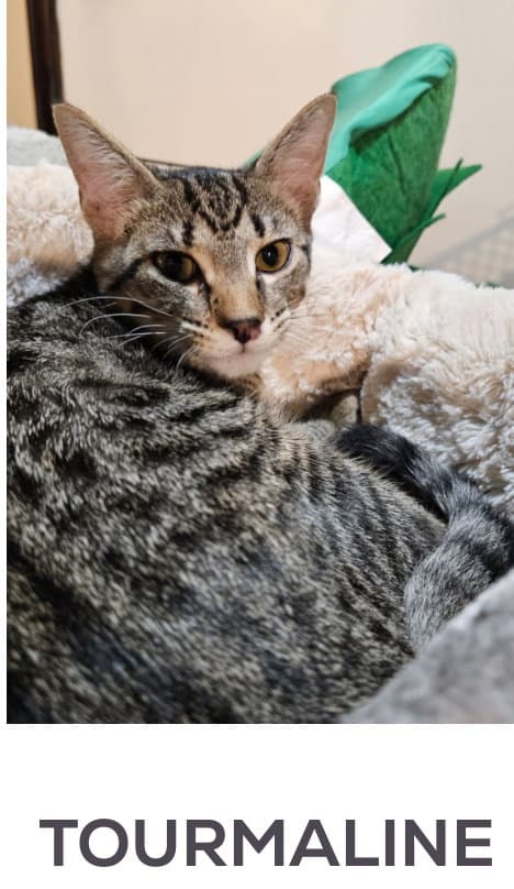 Tourmaline - Domestic Short Hair
