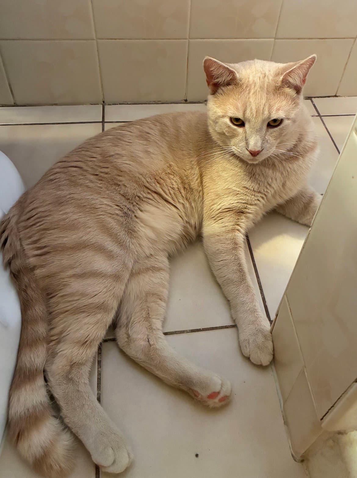 Creme Brle  Zesty-Bonded Brothers - Domestic Short Hair