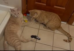 Creme Brle  Zesty-Bonded Brothers image 3