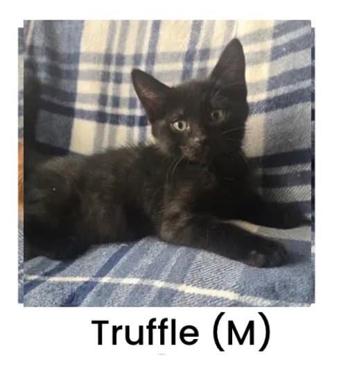 Truffle - Domestic Short Hair