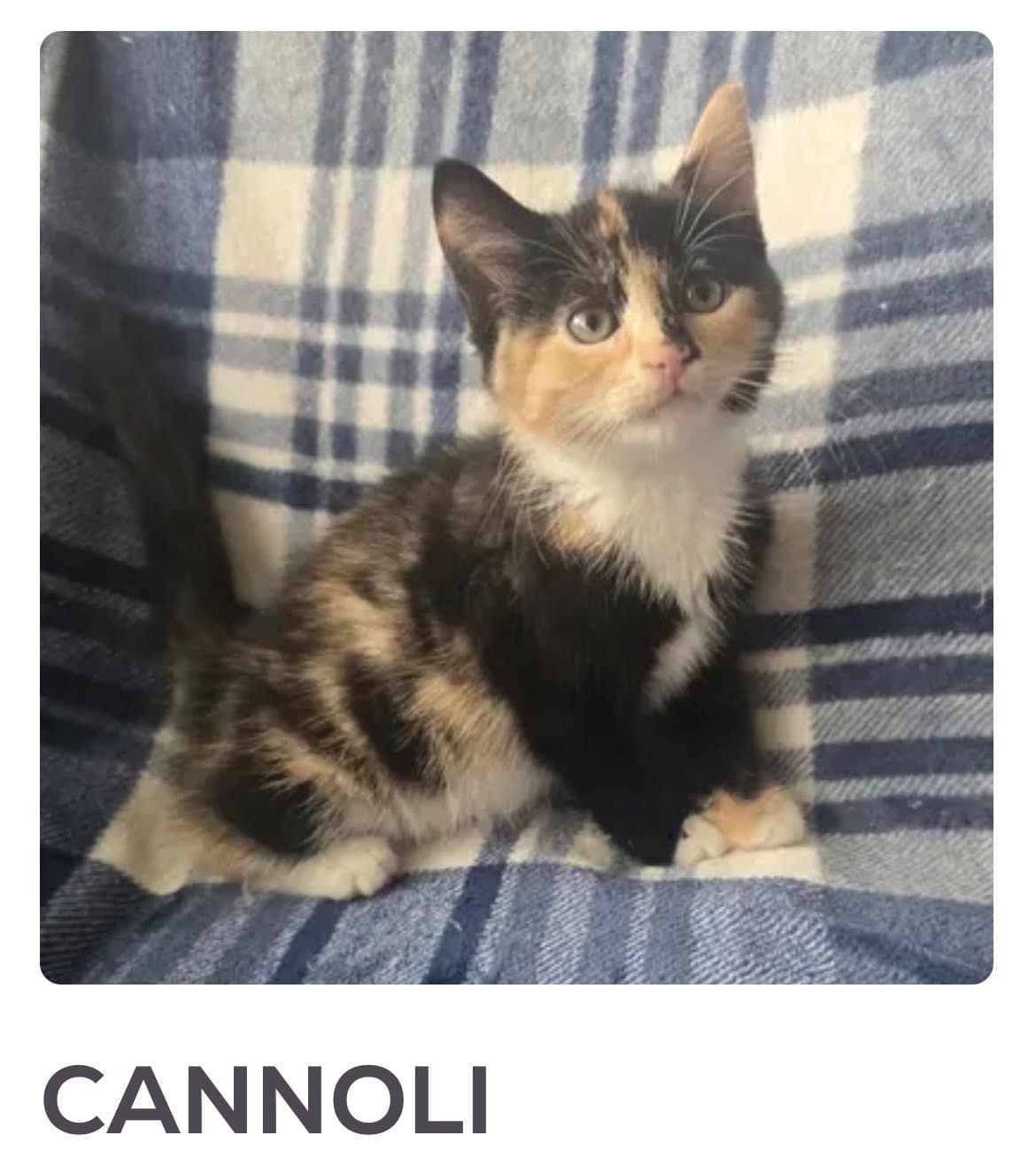 Cannoli - Domestic Short Hair