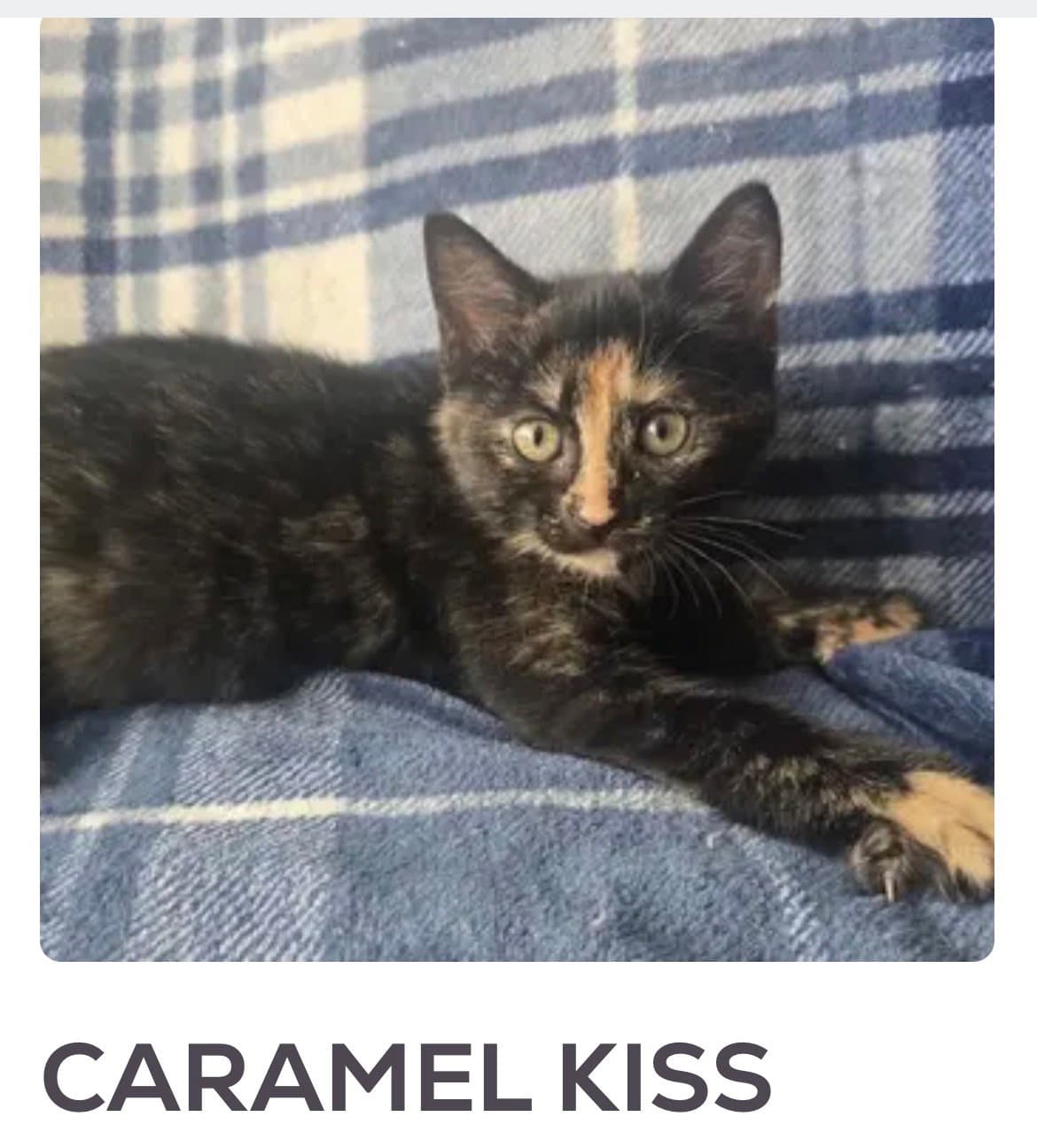 Caramel Kiss - Domestic Short Hair