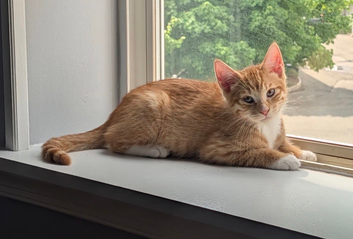 Sherbert - Domestic Short Hair