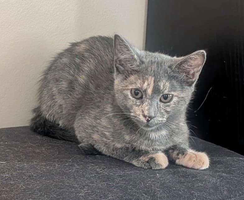 Rice Pudding - Domestic Short Hair