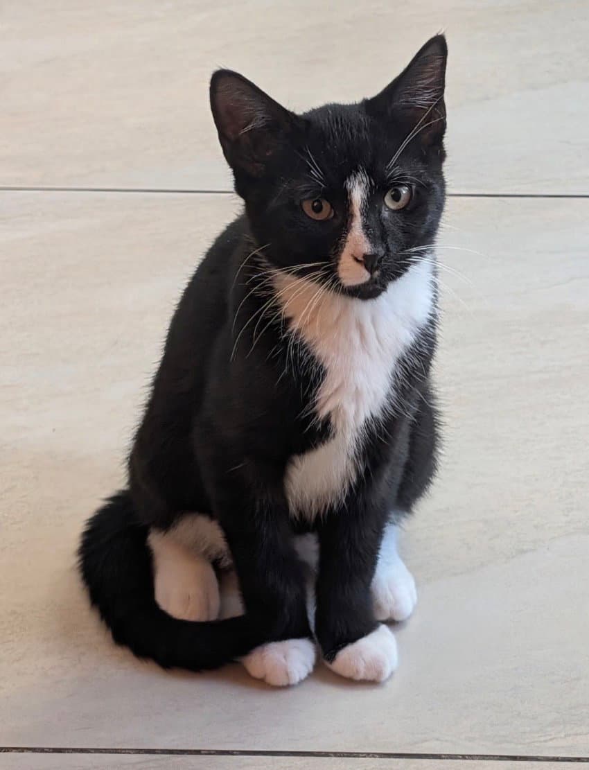 Cannolo - Domestic Short Hair