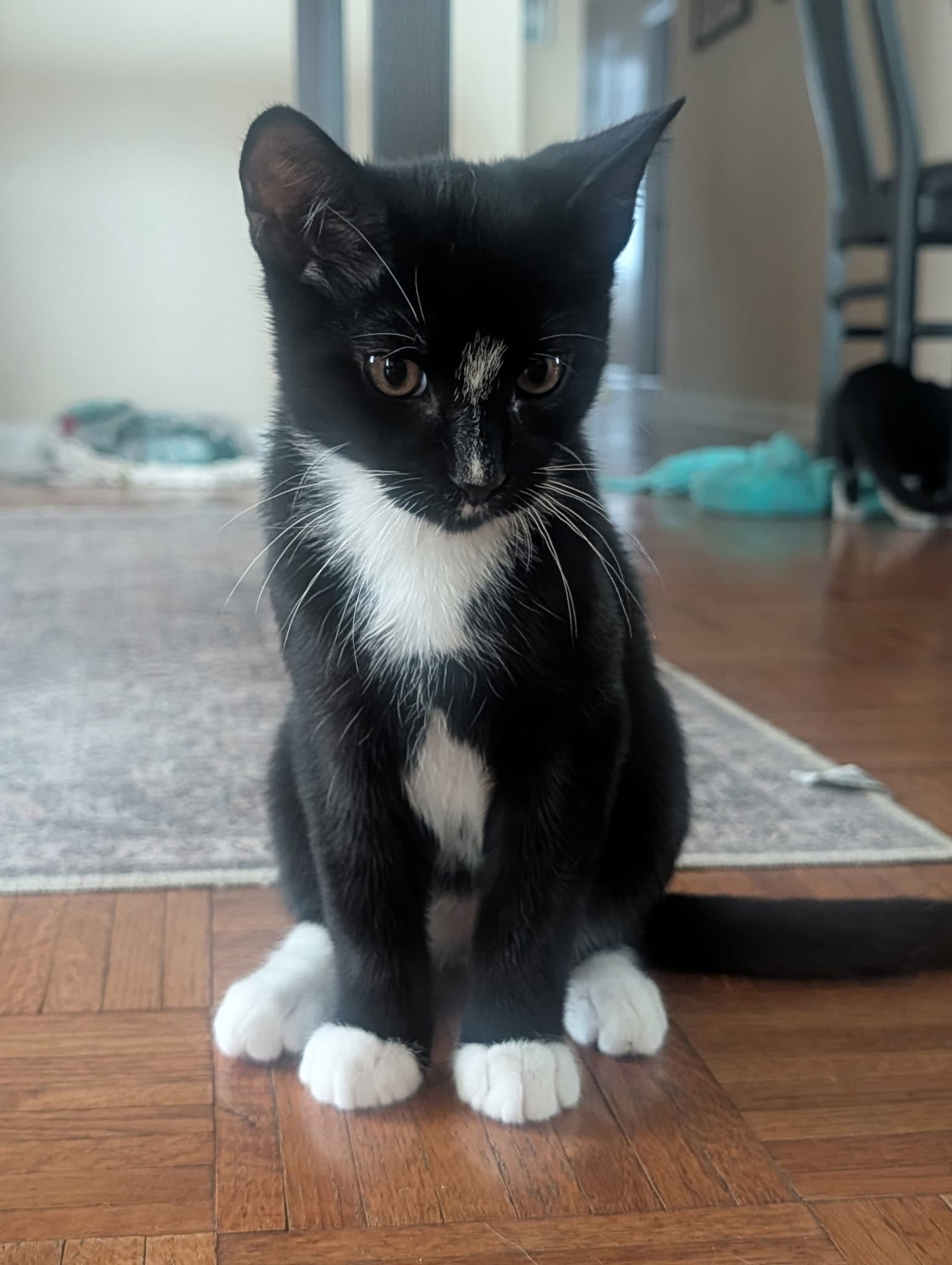 Eclair - Domestic Short Hair