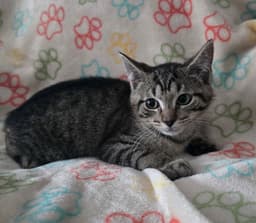 Finn - No Tail - image 1