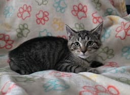 Finn - No Tail - image 2