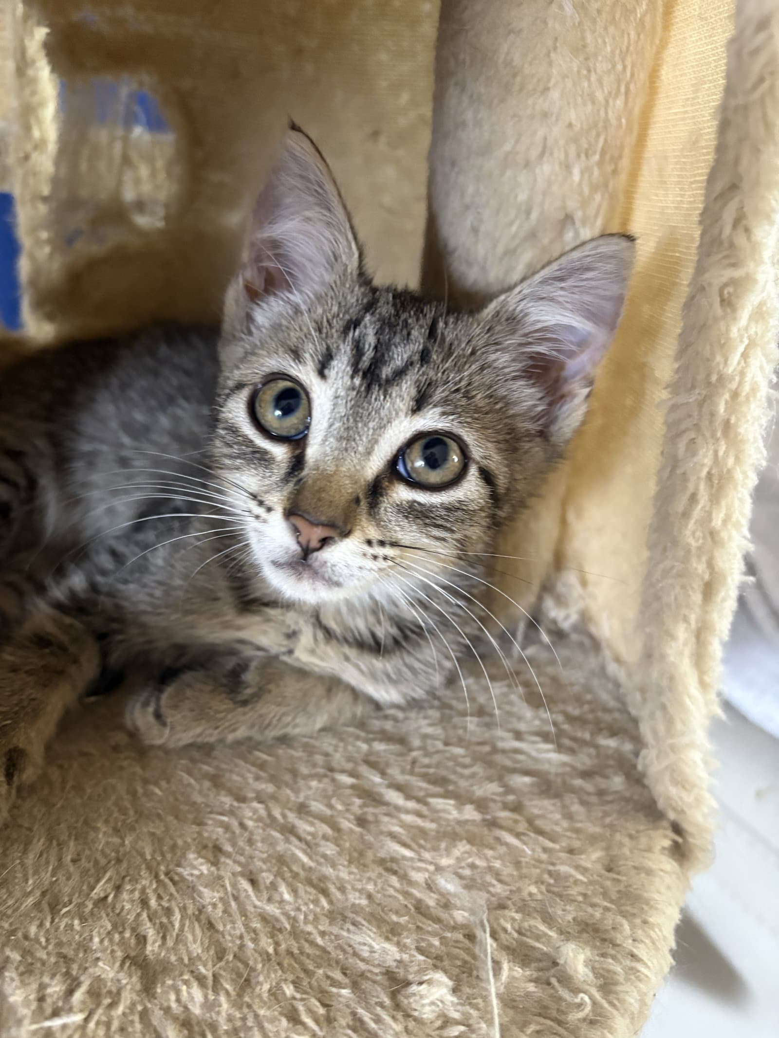 Mavis Jb - Domestic Short Hair