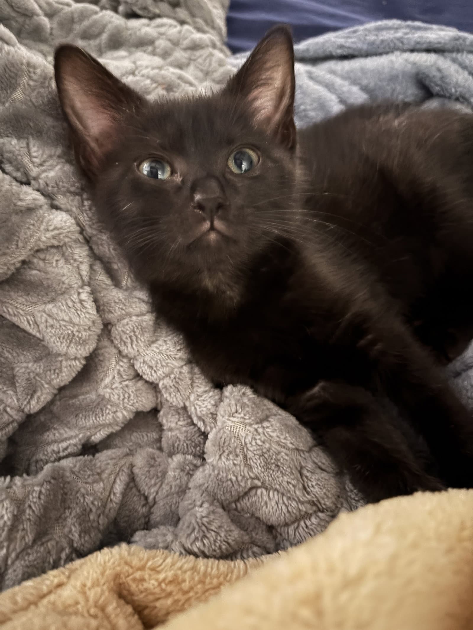 Raven Jb - Domestic Short Hair