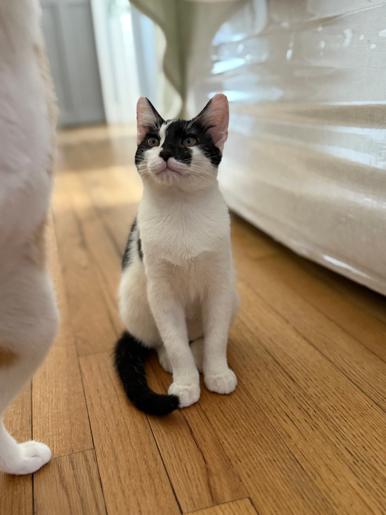 Moe - American Shorthair