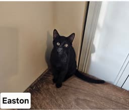 Easton Ml image 1