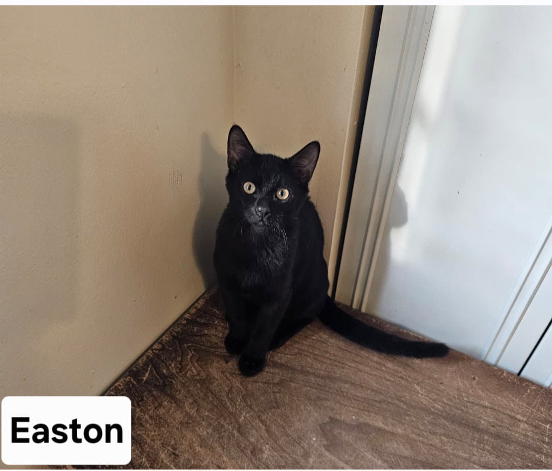 Easton Ml - Domestic Short Hair