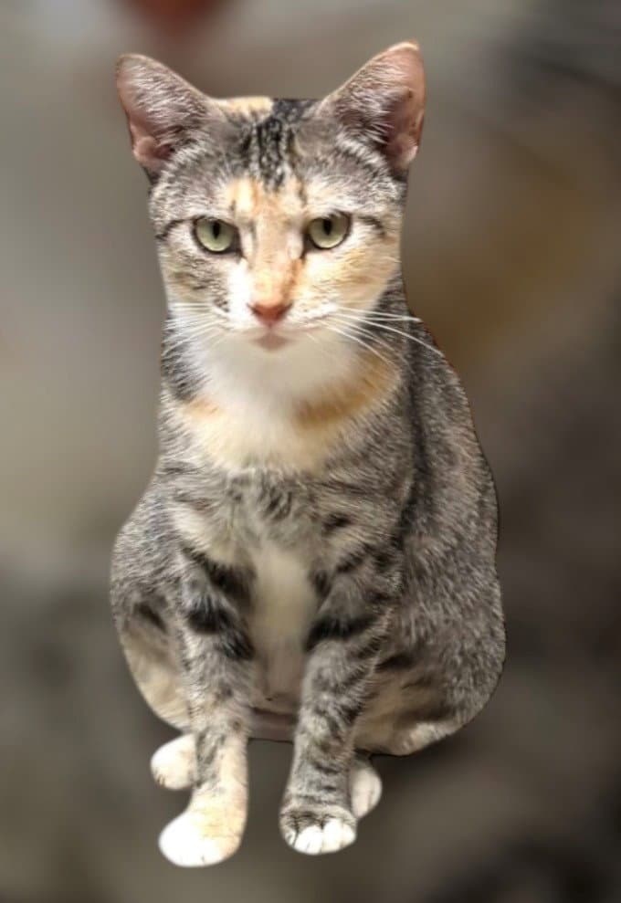 Poppy Kk - Domestic Short Hair