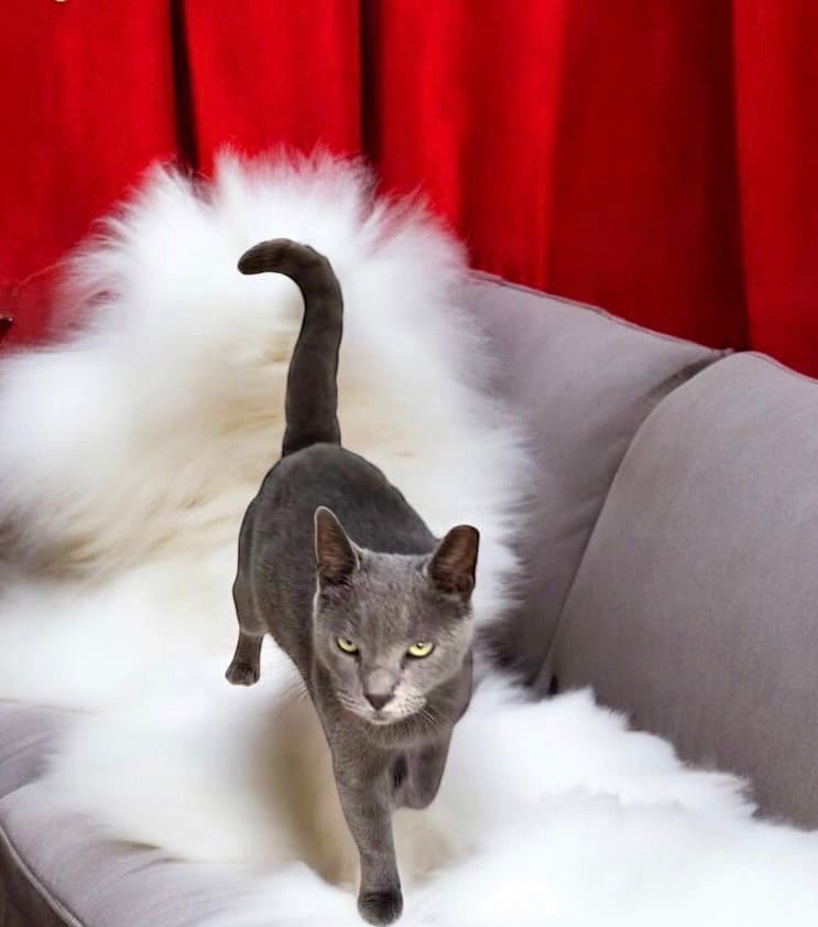 Ash - Kit  Yrs - Domestic Short Hair