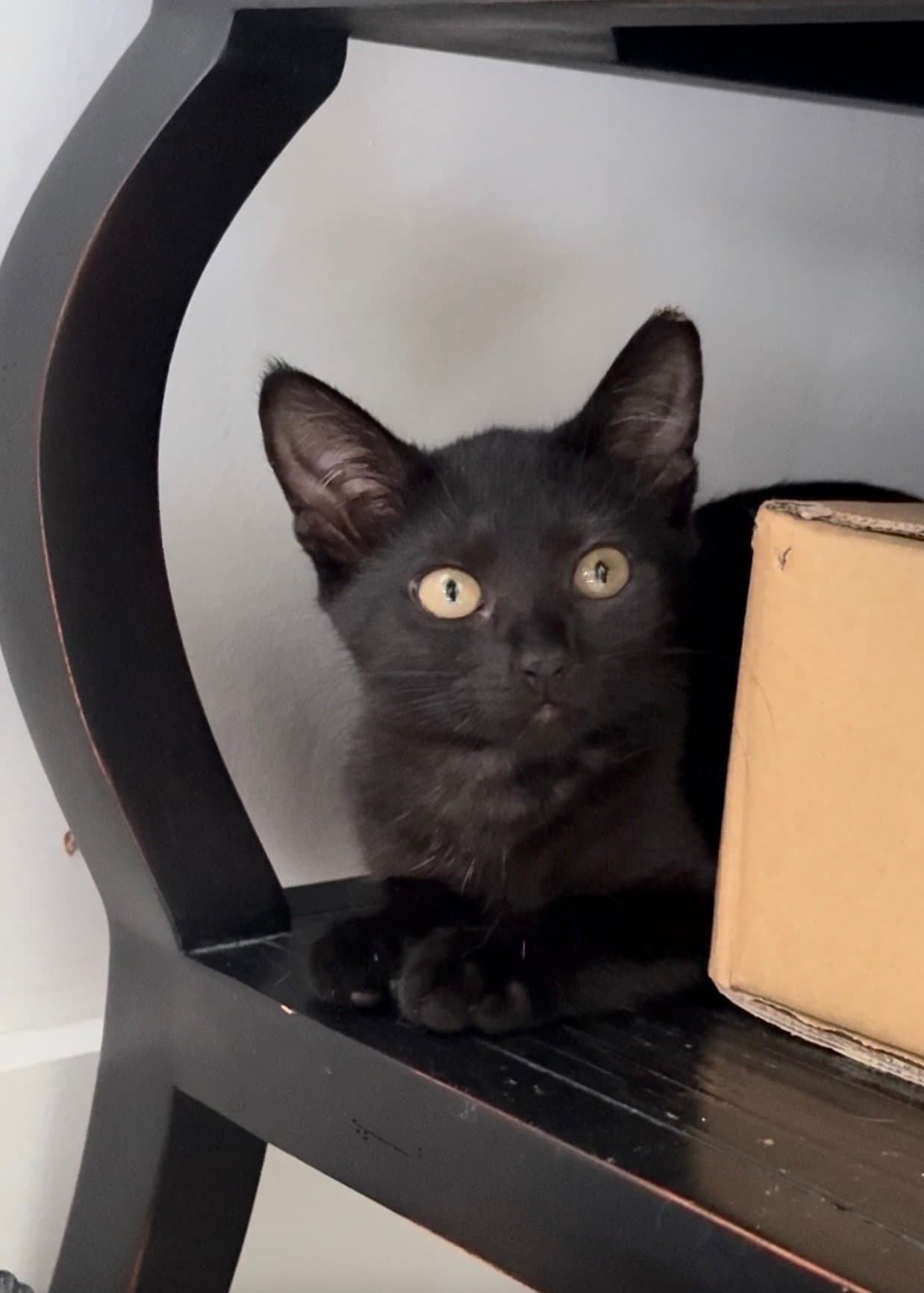 Velvet - Domestic Short Hair
