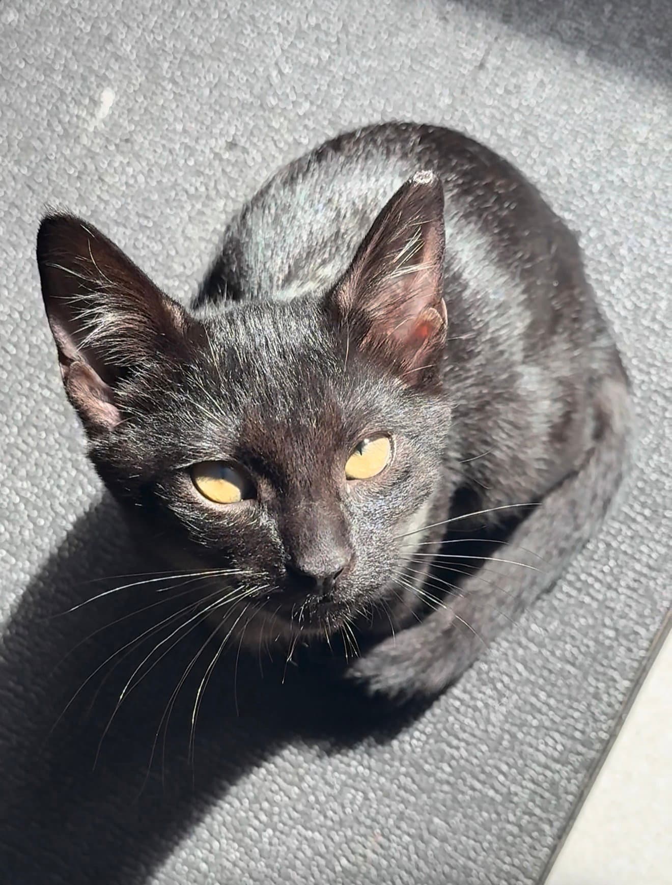 Suede - Domestic Short Hair