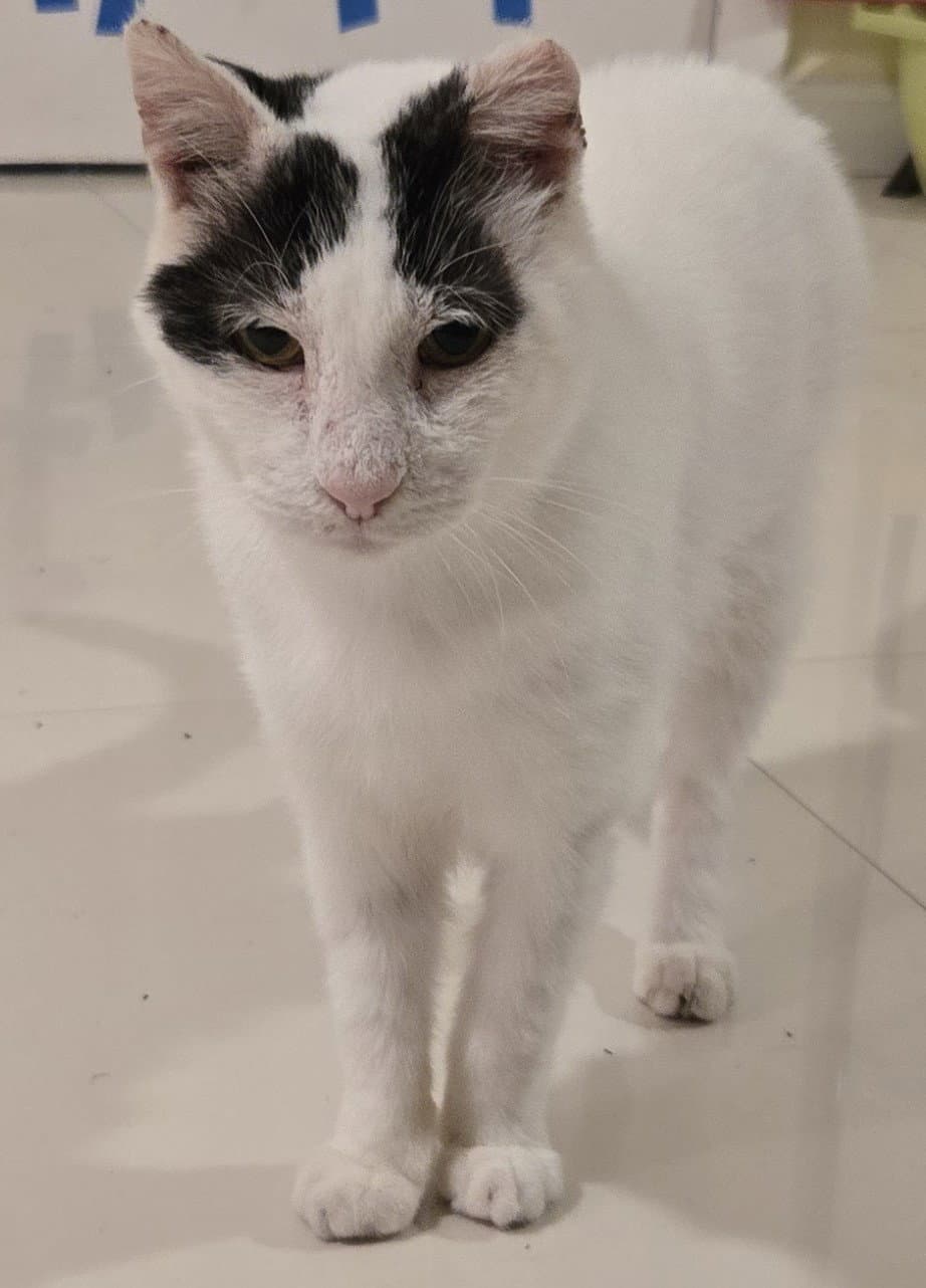 Bubbles Km - Domestic Short Hair