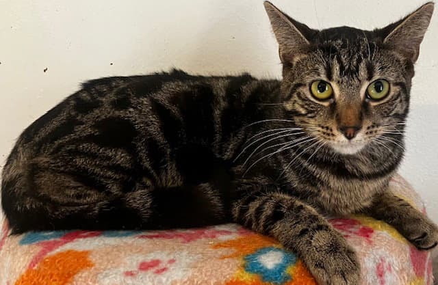 Reggie Ks - Domestic Short Hair