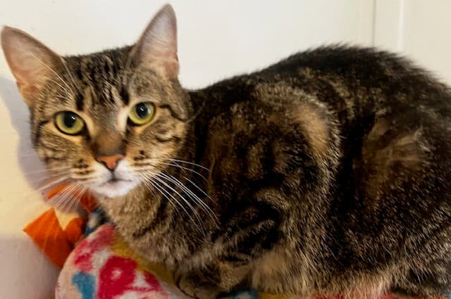 Rosie Ks - Domestic Short Hair