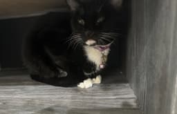 Cece image 1