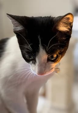 Minnie Me image 1