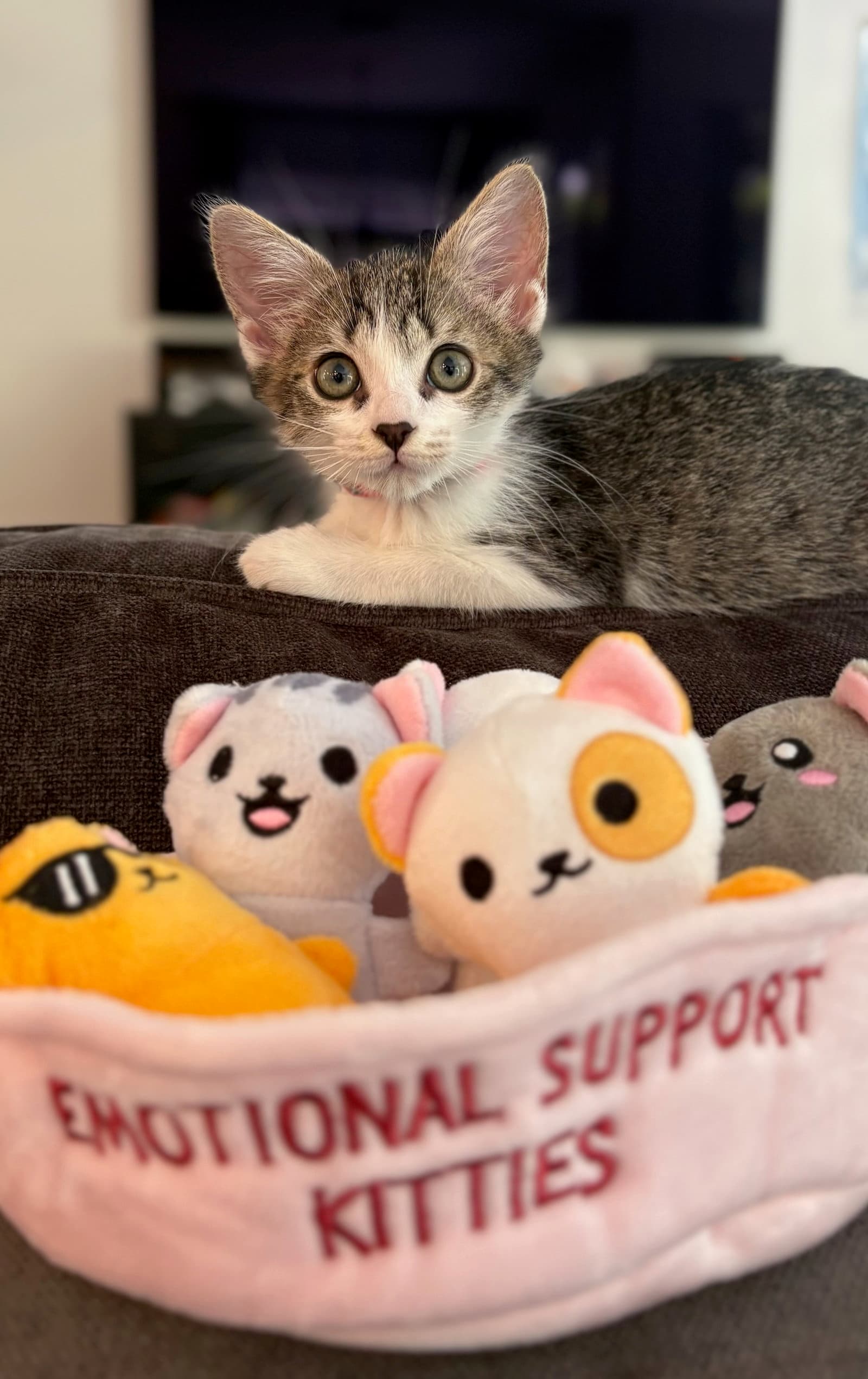 Livy Lu