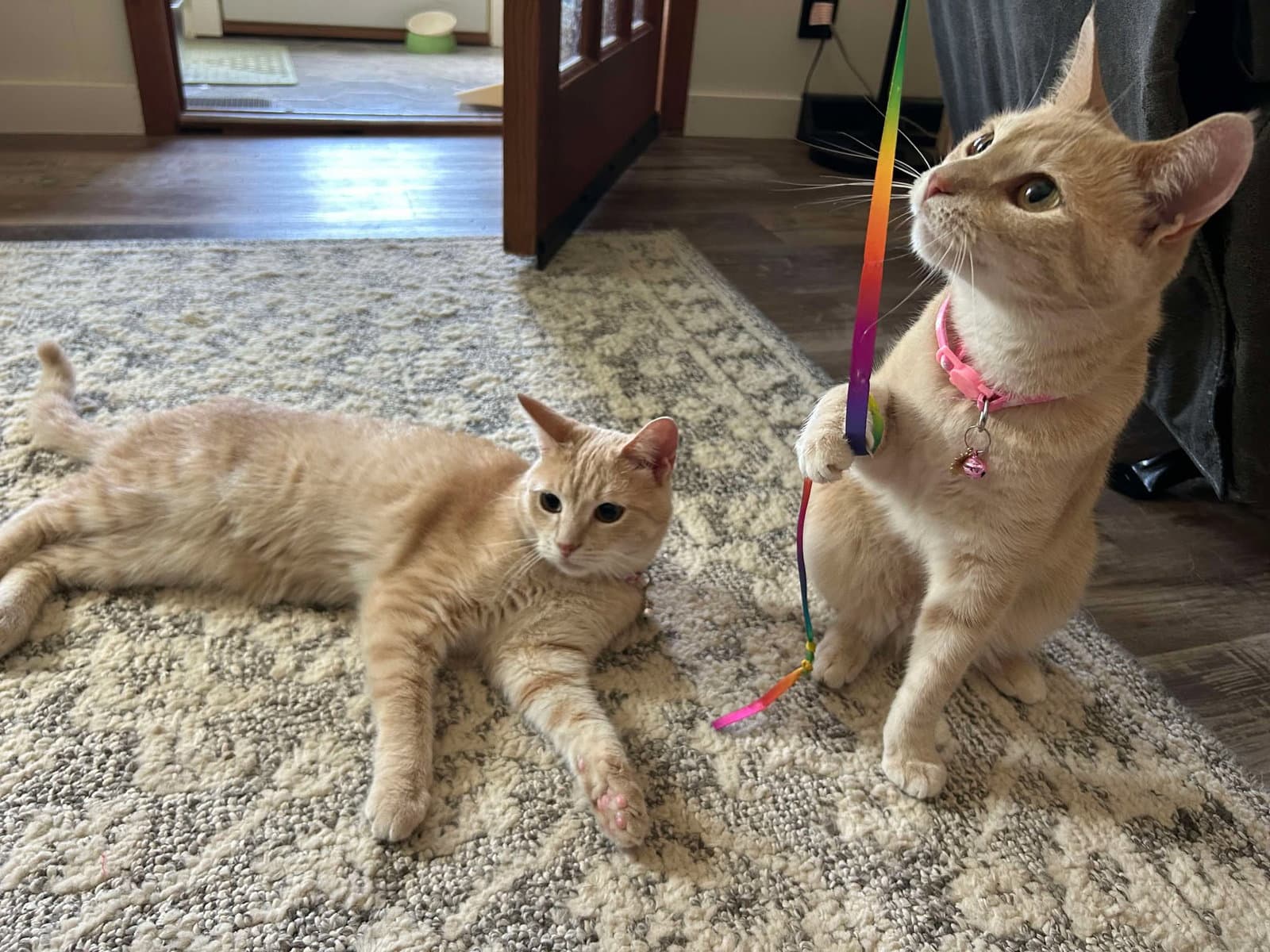 Pop - Domestic Short Hair