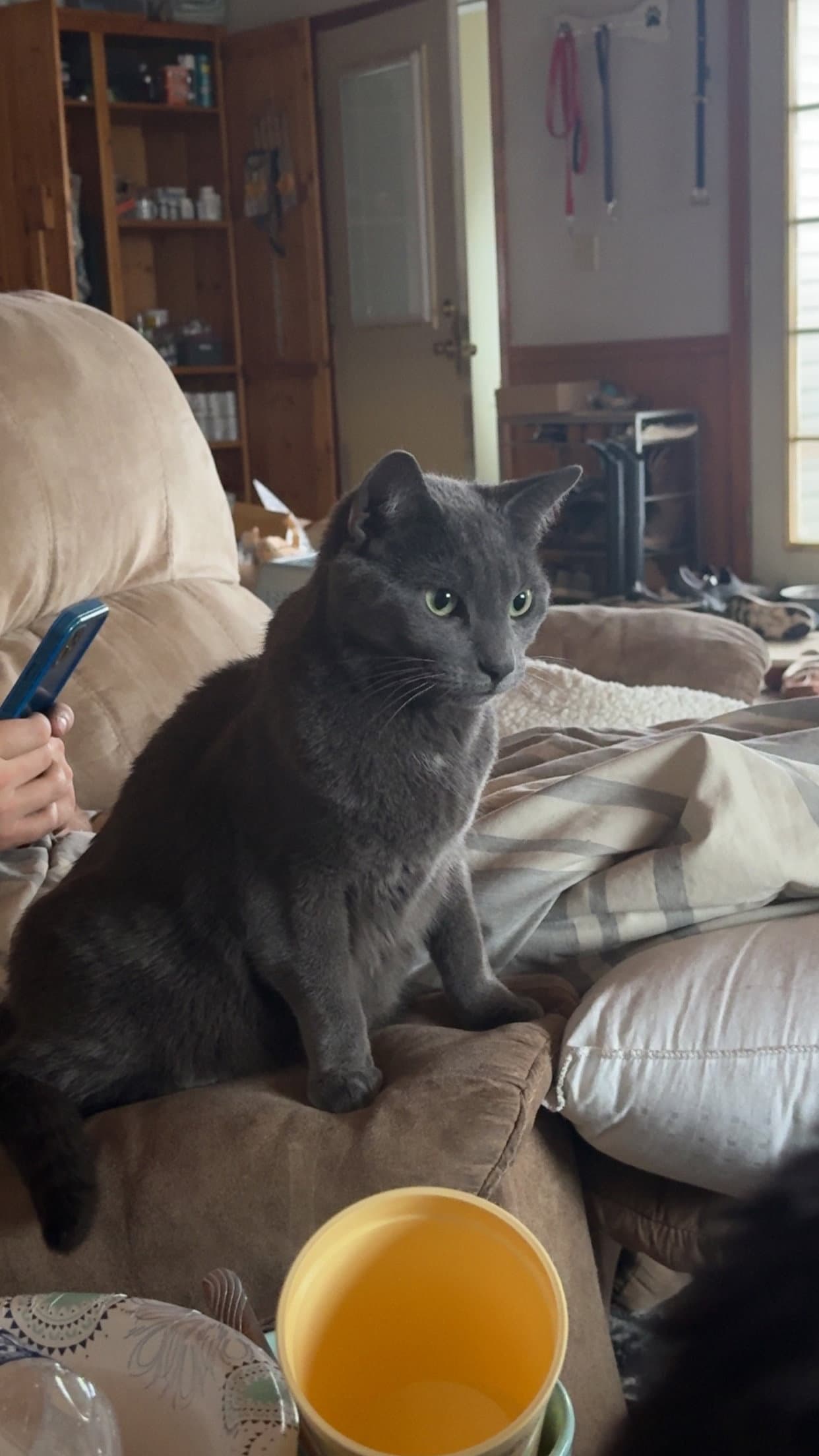 Kaladin - Russian Blue