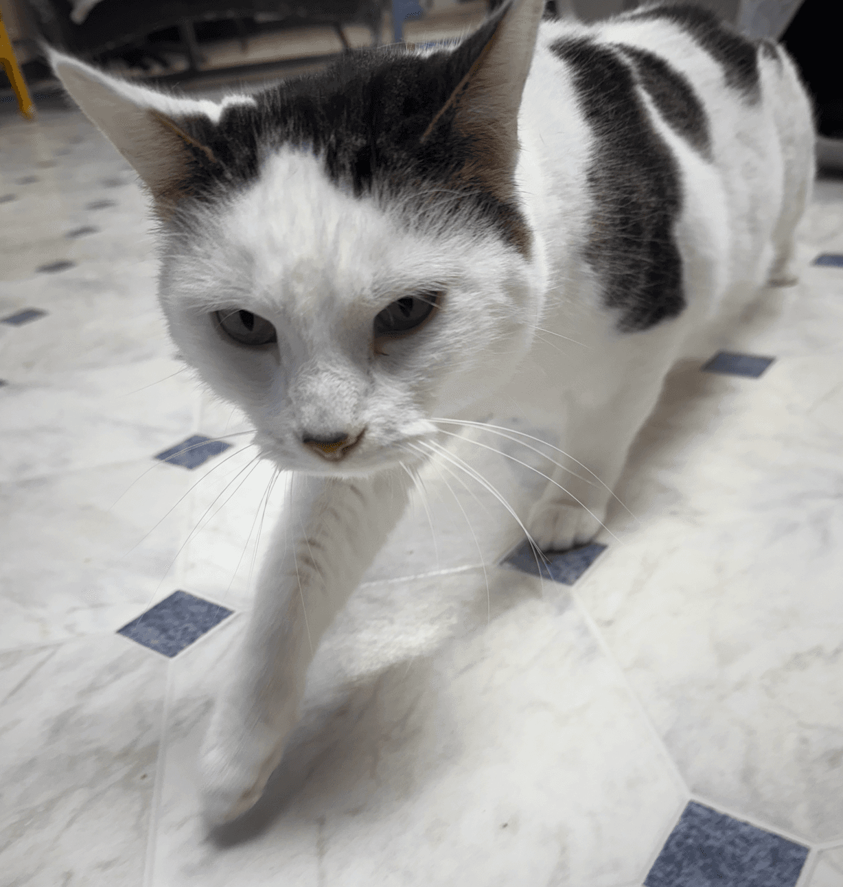 Cocaine - Domestic Short Hair