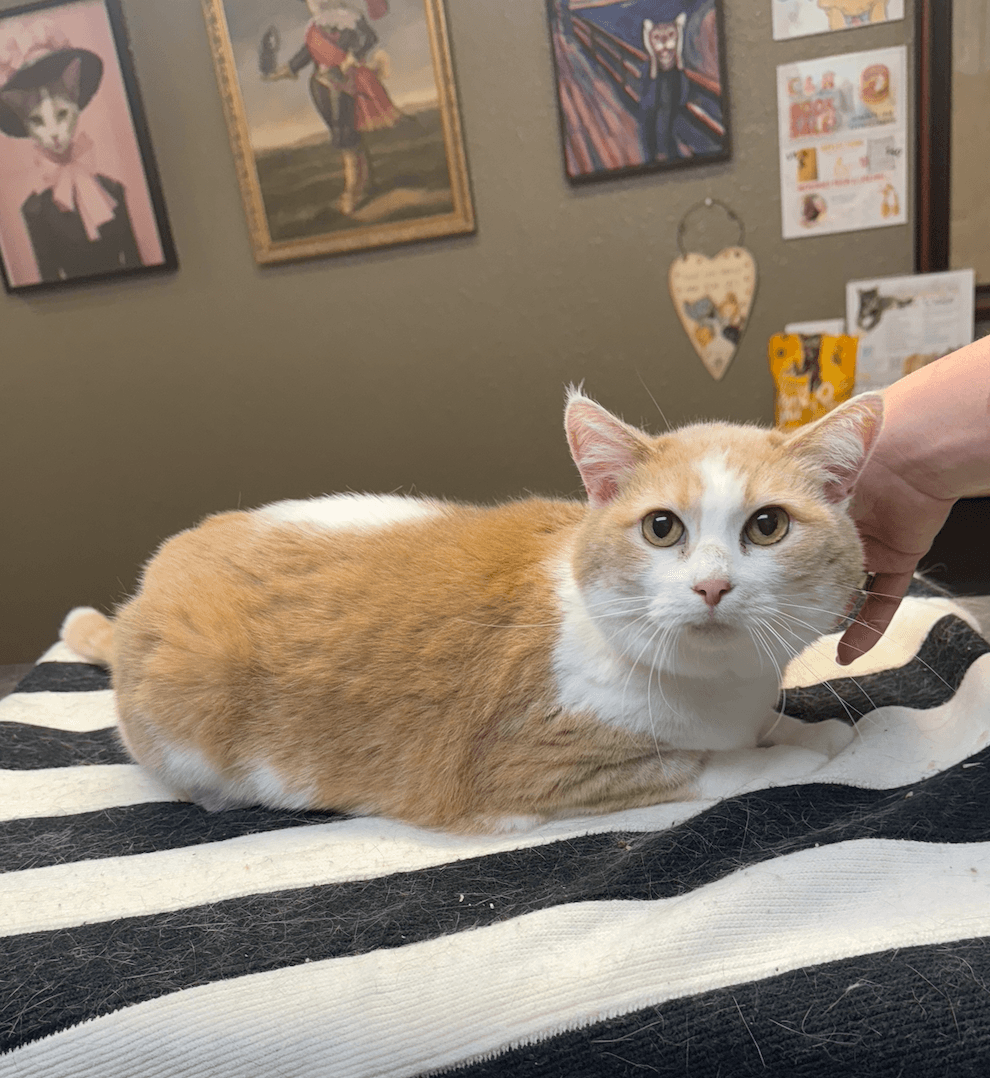 Taffy - Domestic Short Hair