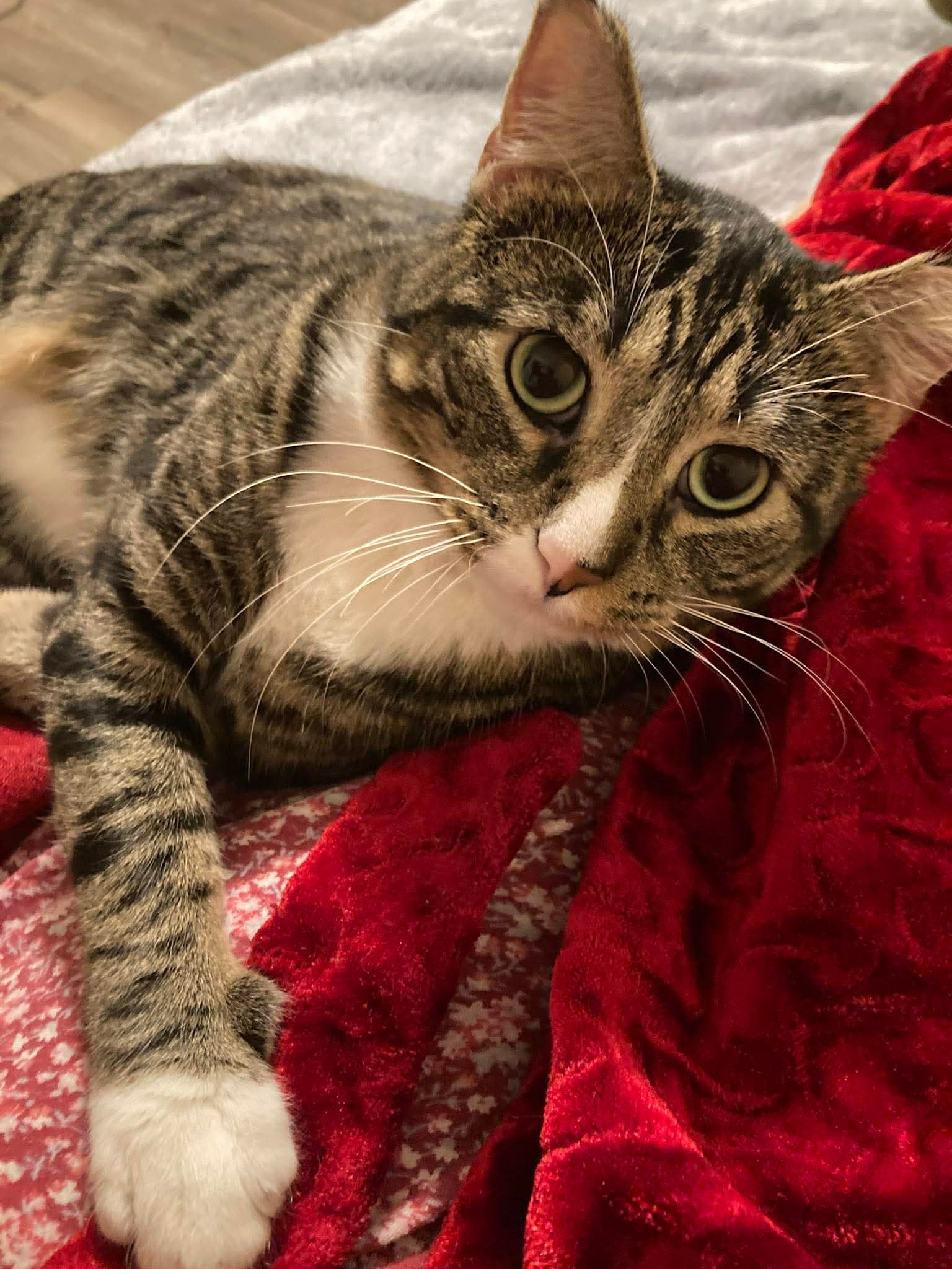Dexter - Domestic Short Hair