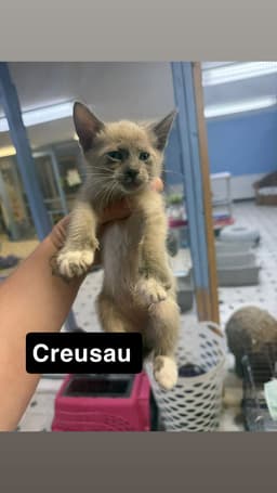 Creusau image 1