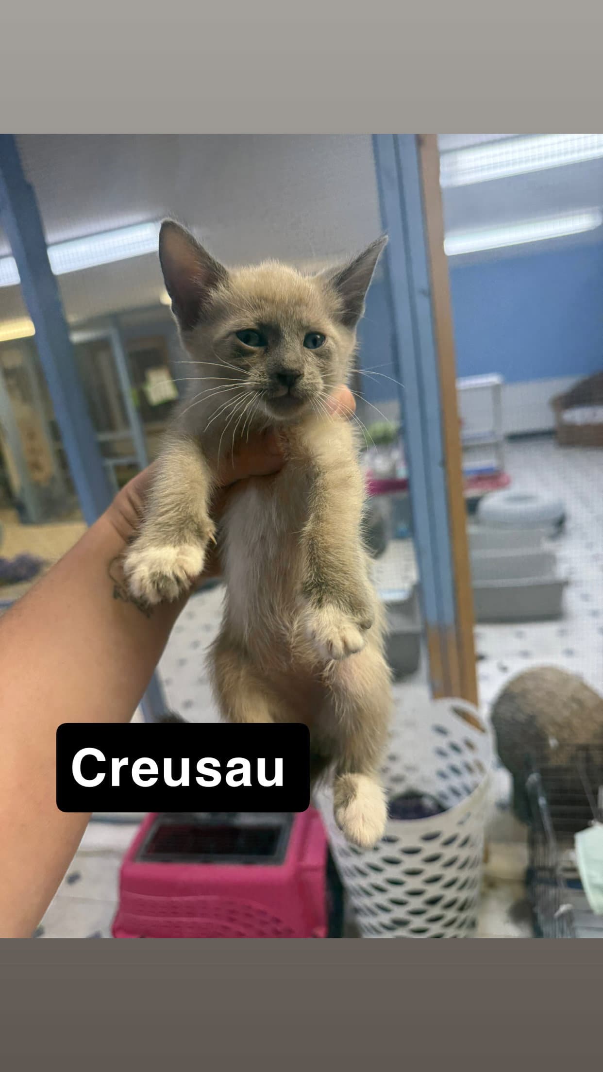 Creusau - Siamese