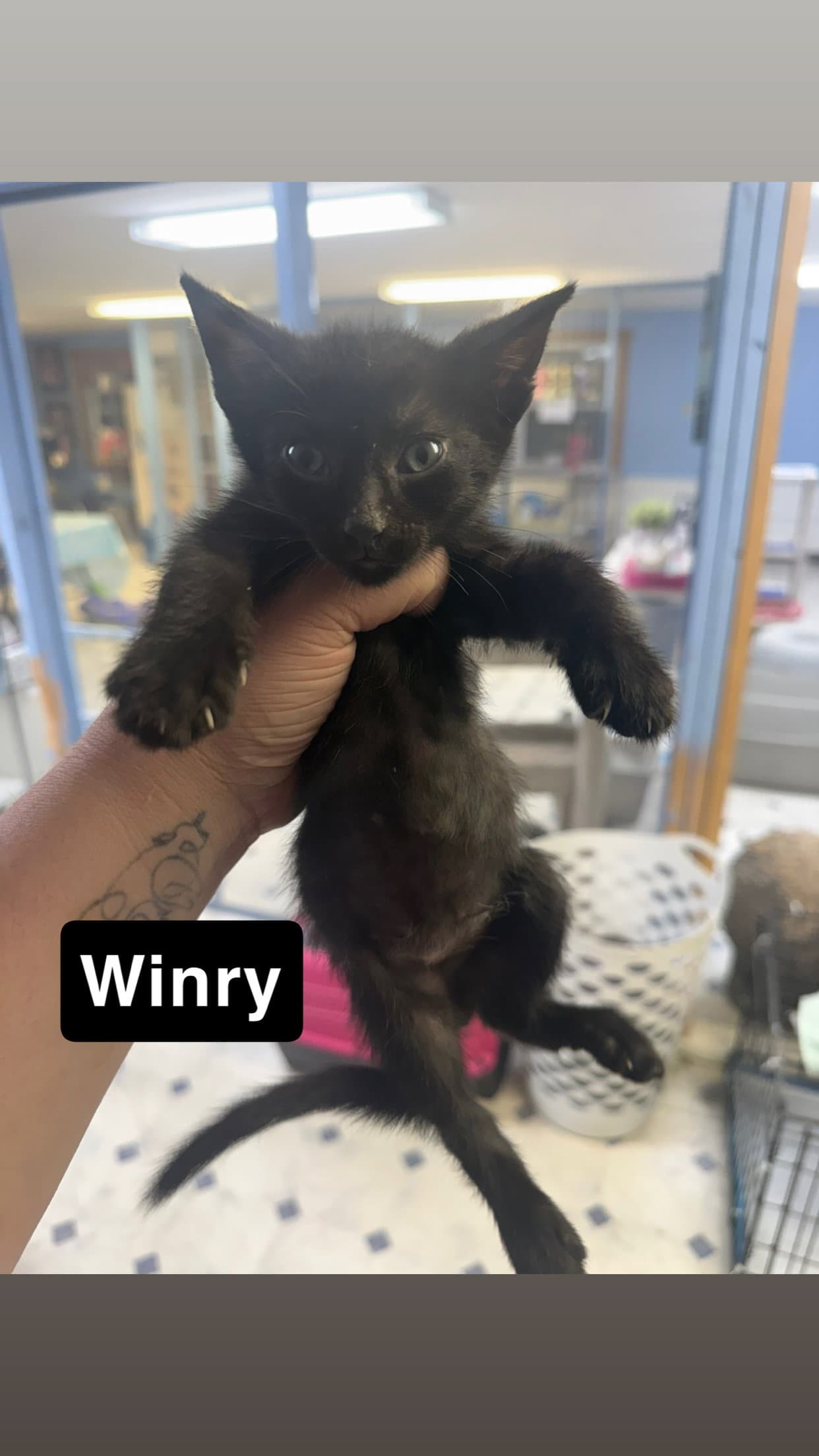 Winry - Domestic Short Hair