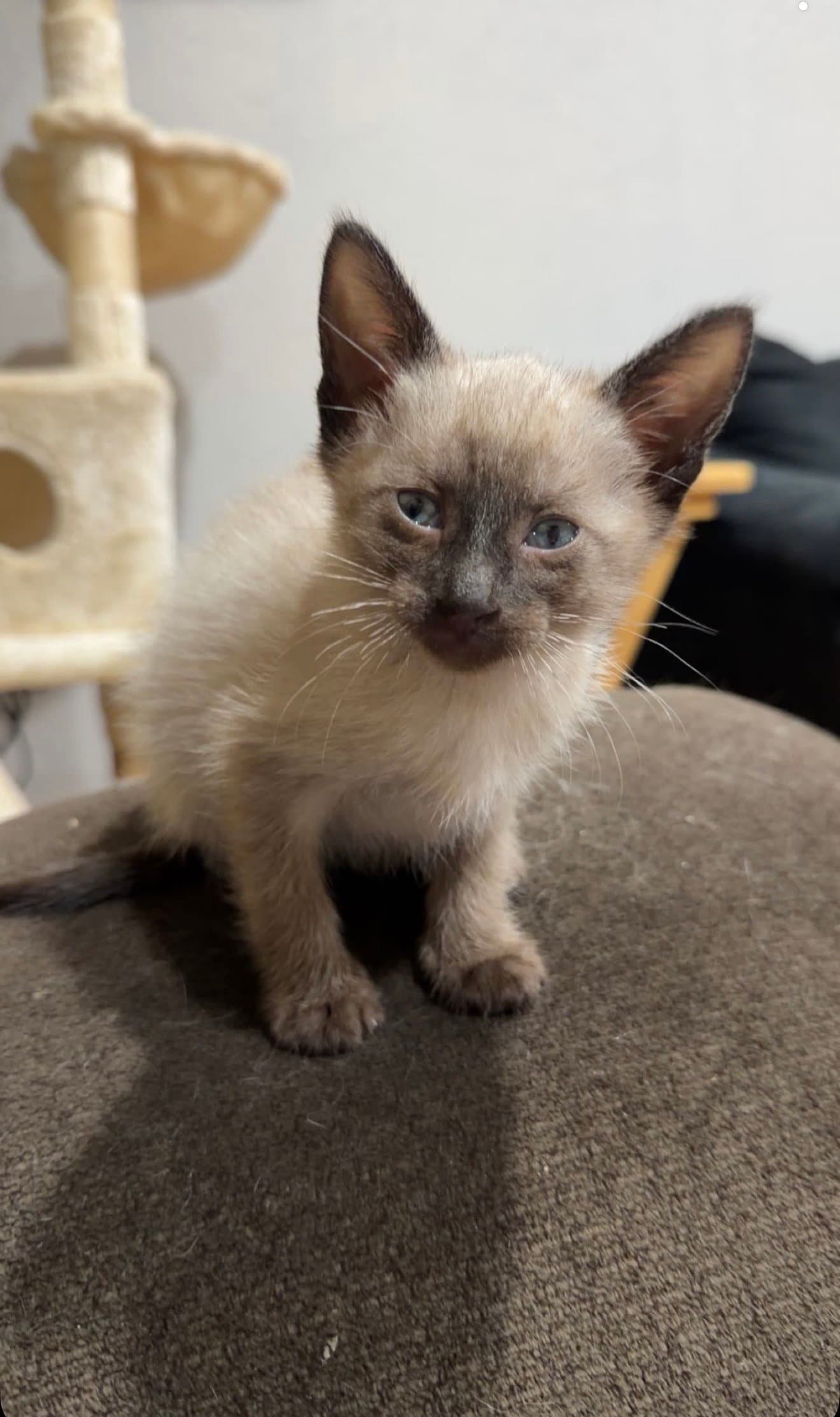 Boots - Siamese
