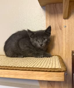 Monty image 1