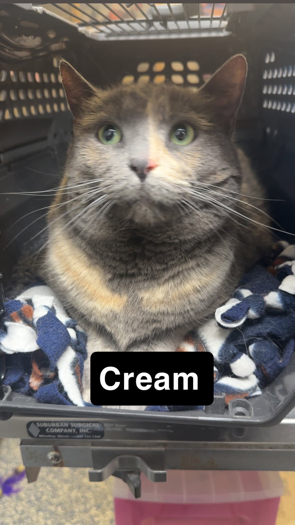Cream - Domestic Short Hair