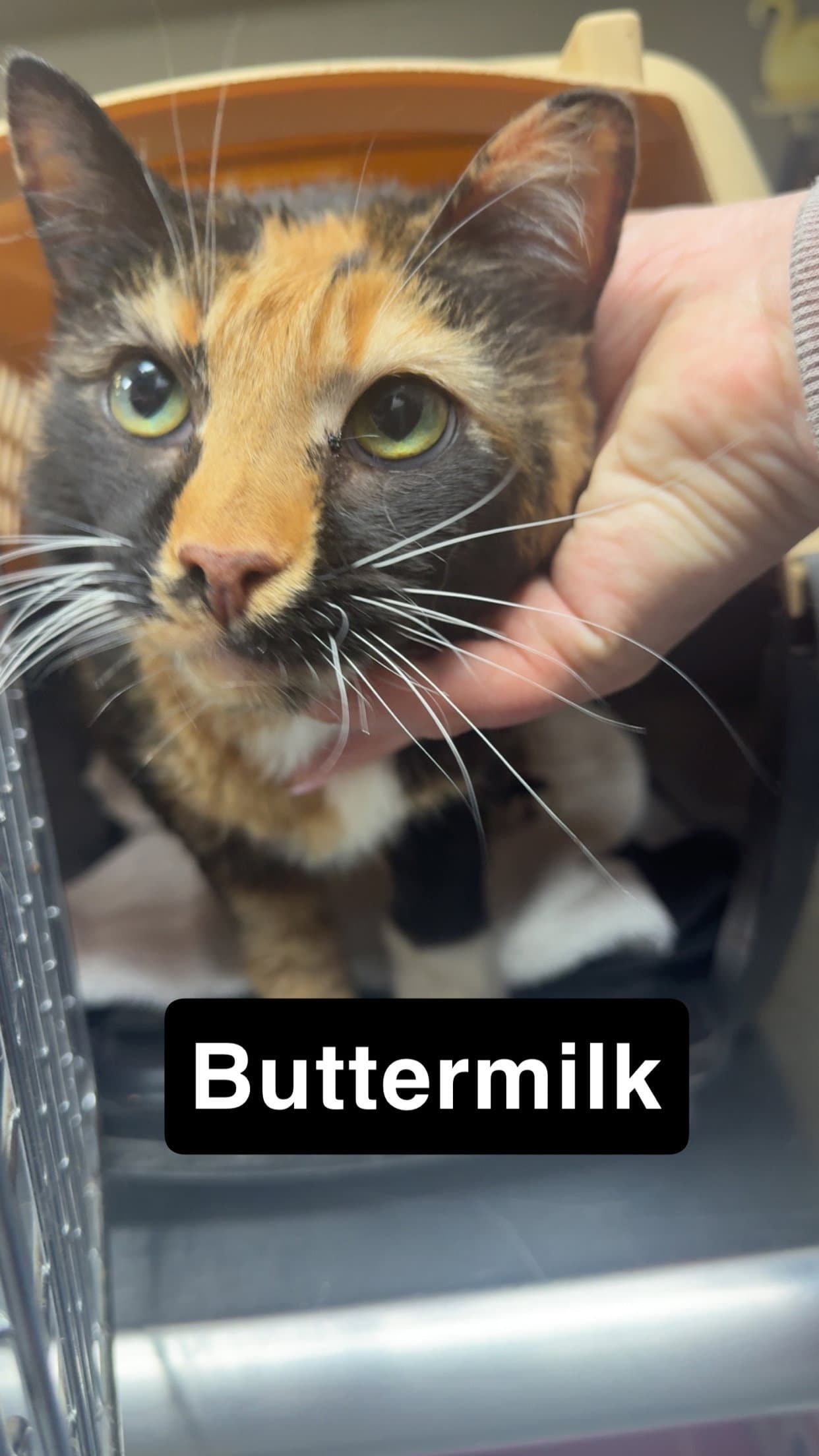 Buttermilk - Domestic Short Hair