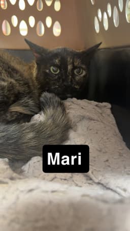 Mari image 1