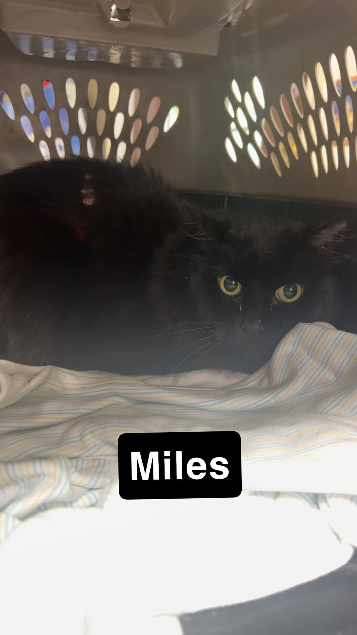 Miles - Domestic Short Hair
