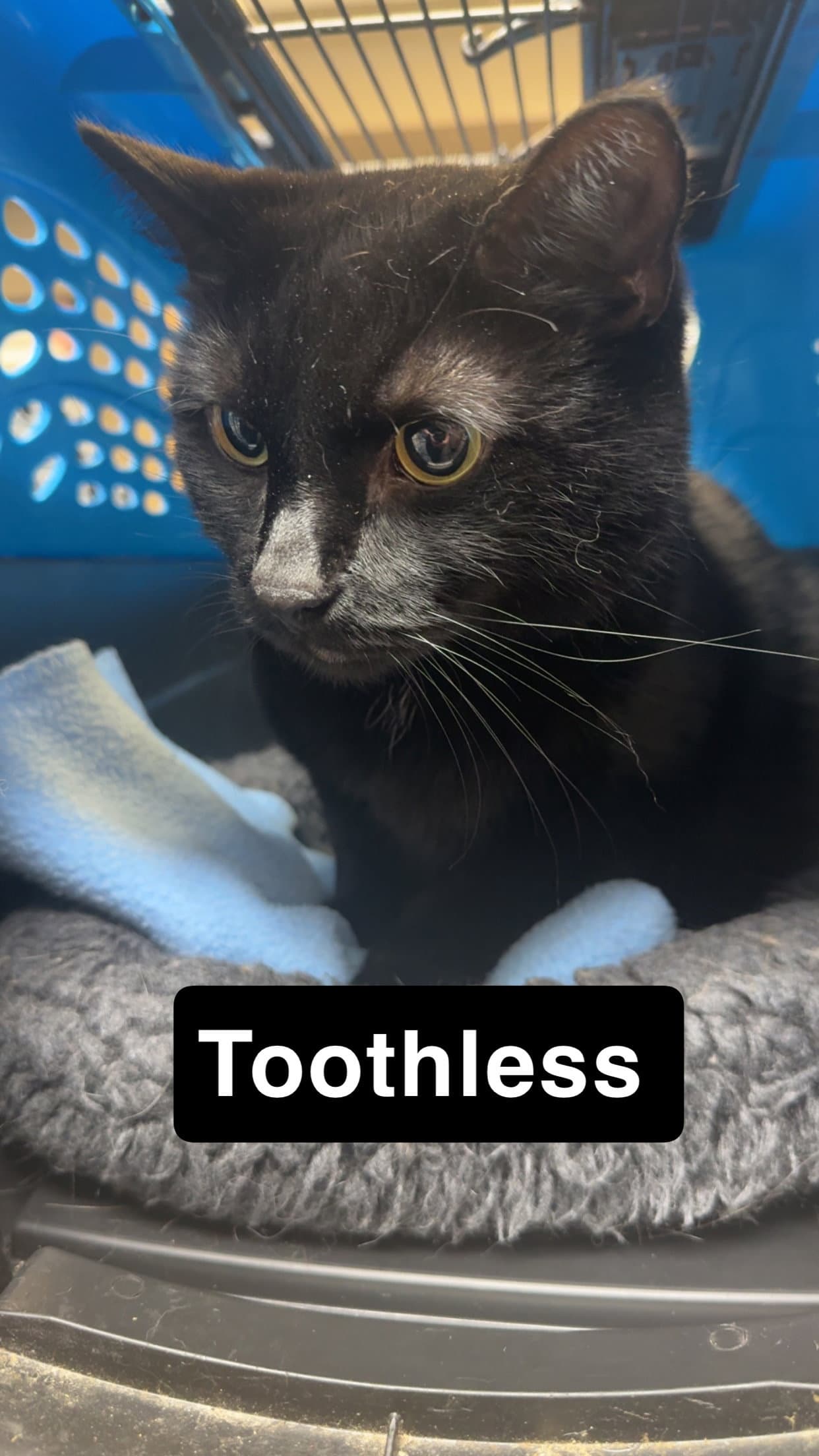 Toothless - Domestic Short Hair