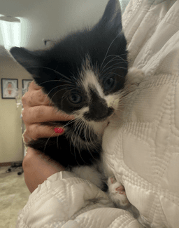 Female Blackwhite Kitten image 1
