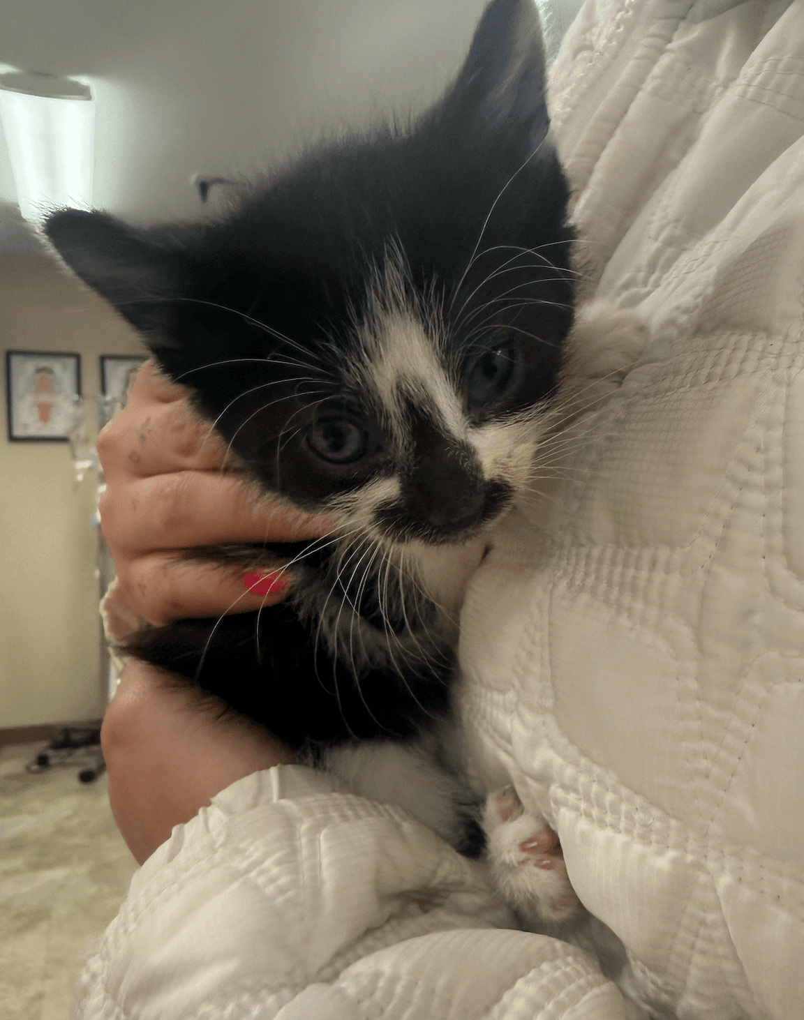 Female Blackwhite Kitten - Domestic Short Hair
