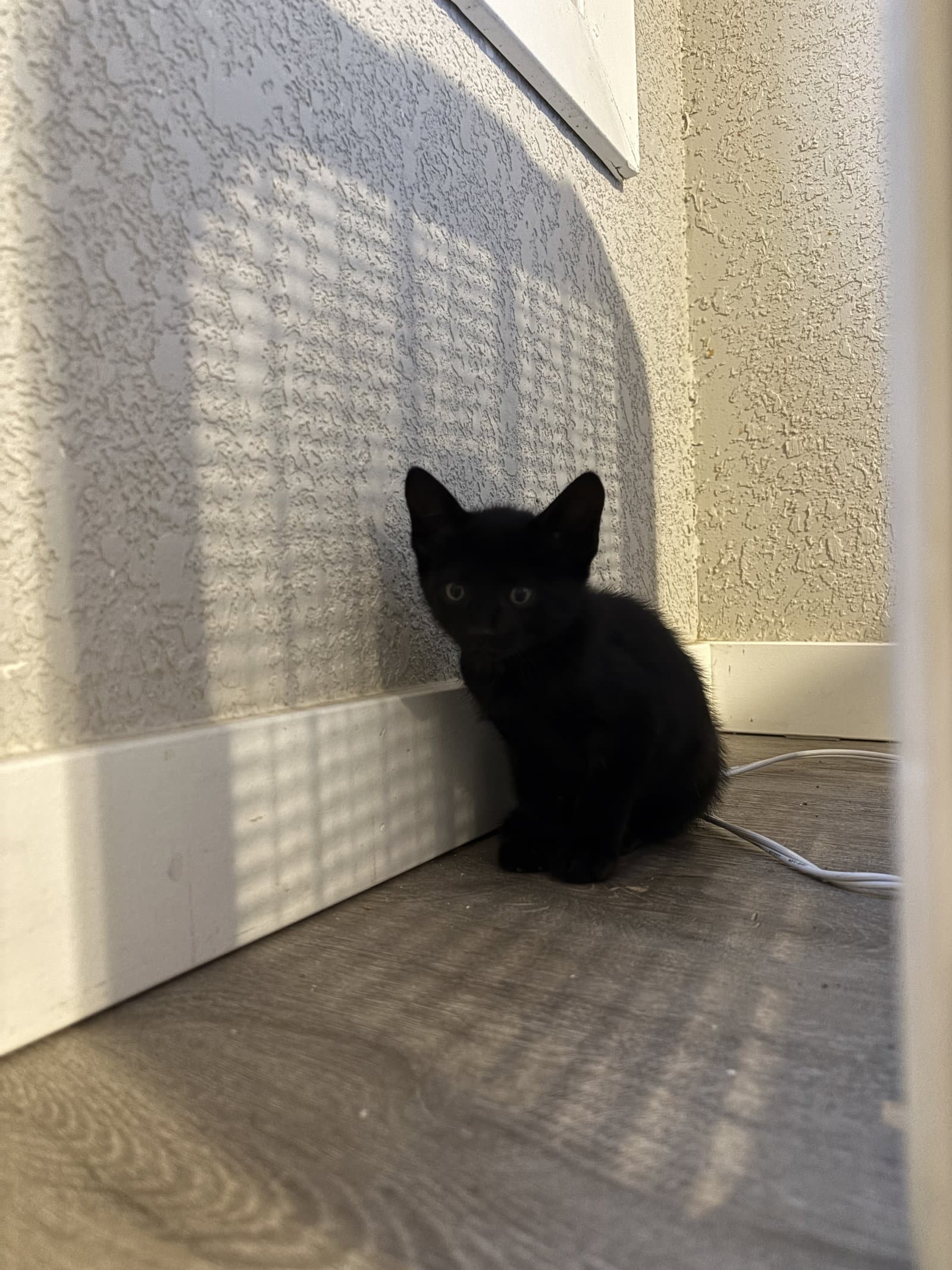 Beetle Bonded With Juice - Domestic Short Hair