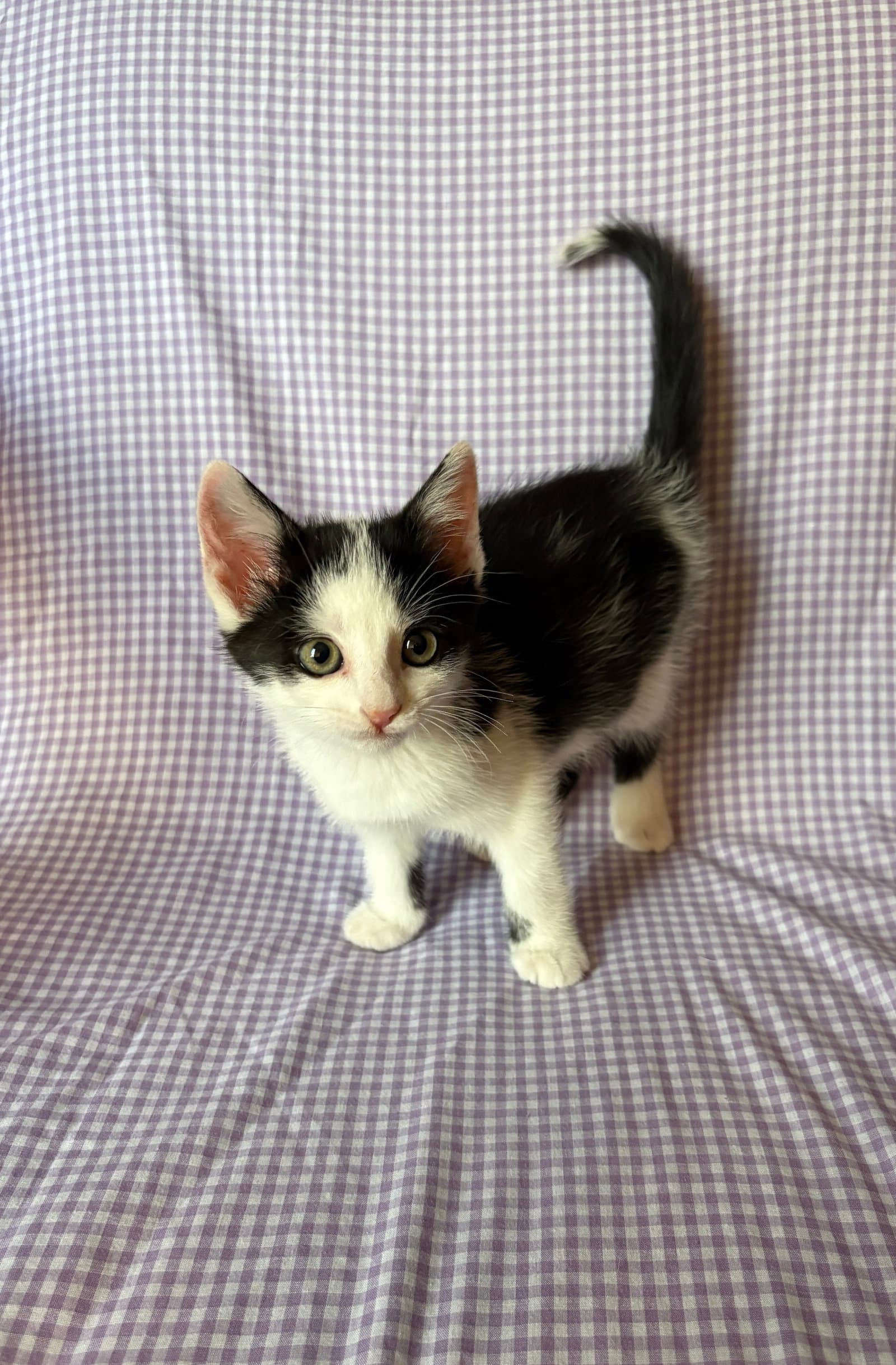 Juice Bonded With Beetle - Domestic Short Hair