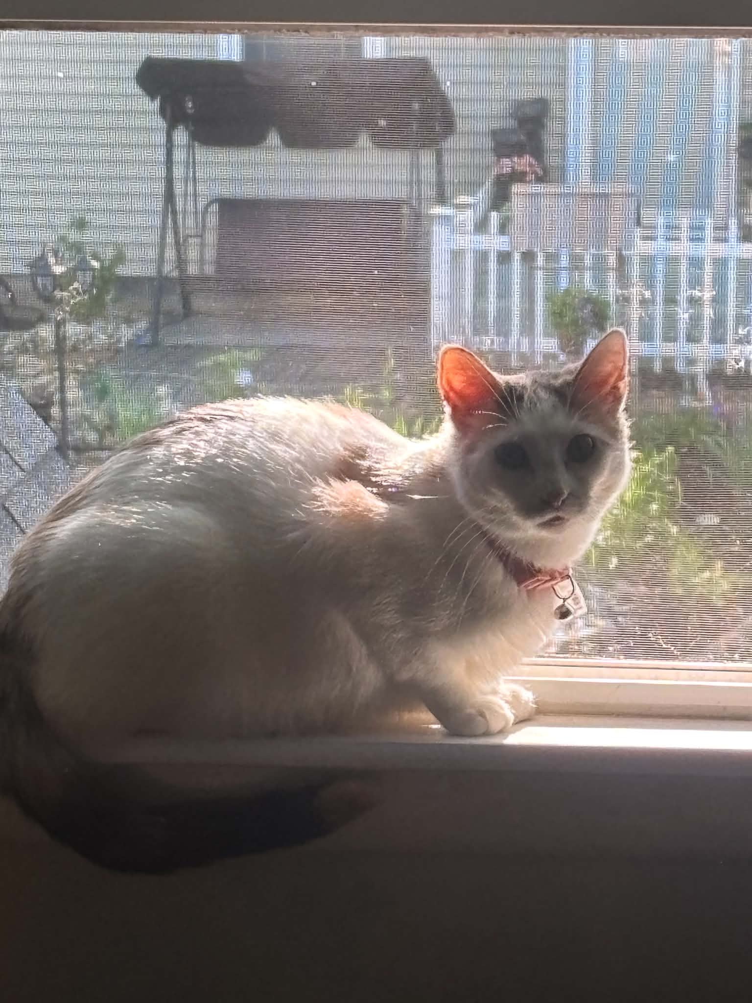 Mochi - Domestic Short Hair